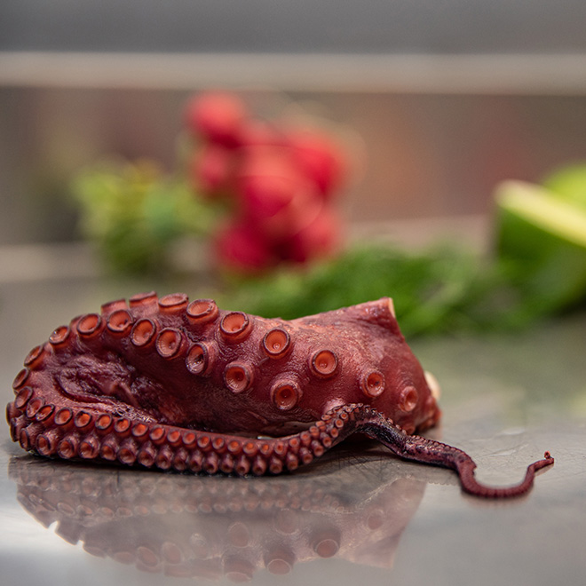 Sortiment Weichtiere